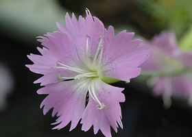 Bergnelke (Dianthus montanus).