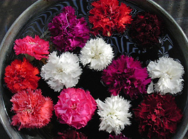 Duftnelken in verschiedenen Blütenfarben.