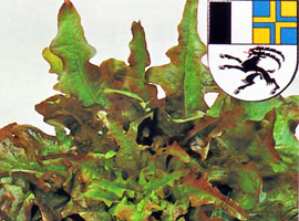 Salatsorte Poschiavo: Dem Bündner Klima angepasste, alte und bewährte Sorte.
