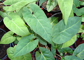 Fo-tieng, eine Heilpflanze in der traditionellen chinesischen Medizin (TCM).