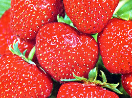 Erdbeere Mieze Schindler: Die Praline unter den Erdbeeren. Alte, wiederentdeckte Sorte. Bestes Erdbeeraroma aller getester Sorten.