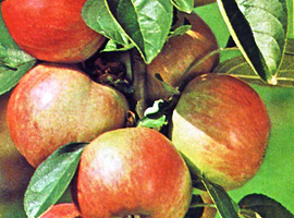 Apfel Gravensteiner: Eine sehr beliebte Apfelsorte mit erfrischendem Geschmack. Auch für höhere Lagen.