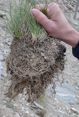 Wurzelbildung implantierter Pflanzen eine Vegetationsperiode nach der Auspflanzung in 2400 m ü. M. Oberirdisch ist kaum Wachstum sichtbar. Dafür ist Wurzelbildung umso grösser.