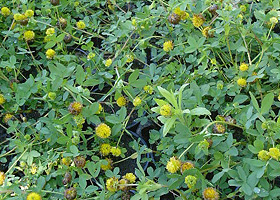 Feld von Braunklee (Trifolium badium) für die Samenvermehrung.
