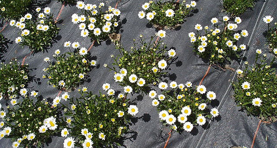 Samen-Vermehrung von Hallers Margrite (Chrysanthemum halleri).